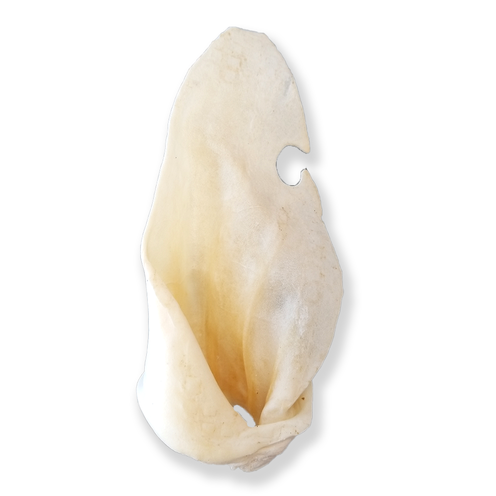 Oreille de vache Bullsters (grande)
