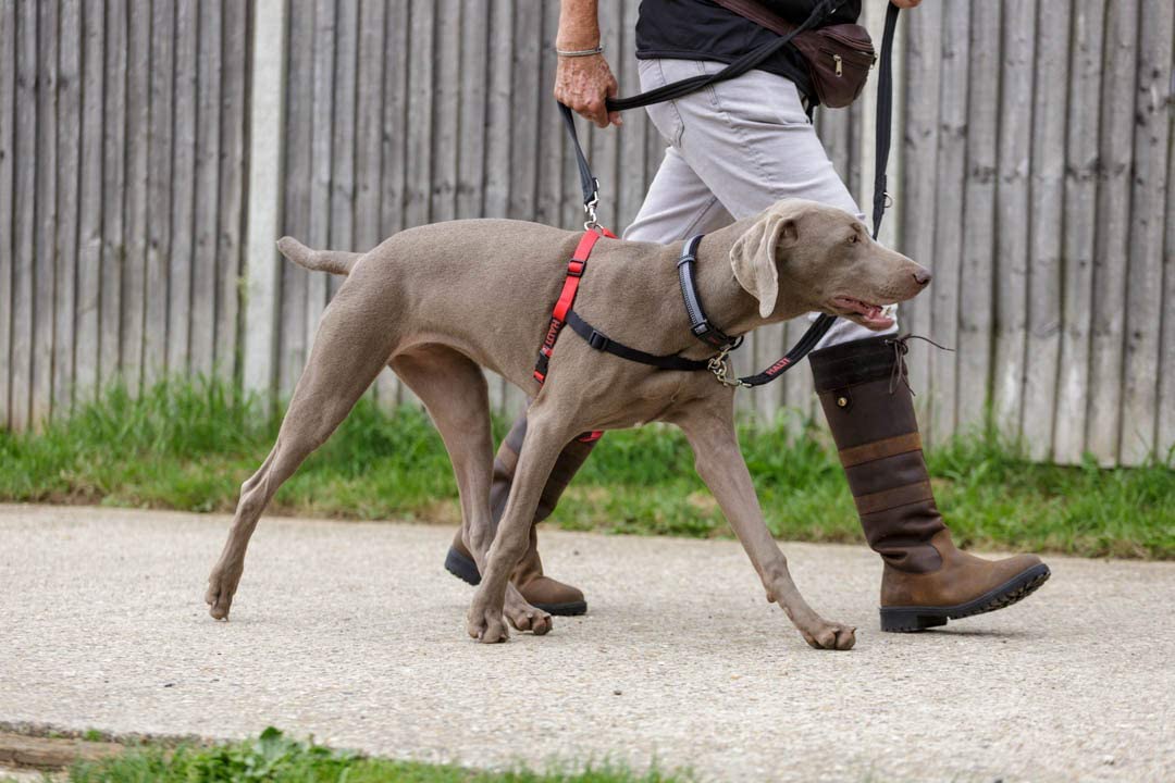 Harnais de commande avant Halti pour arrêter de tirer, grand