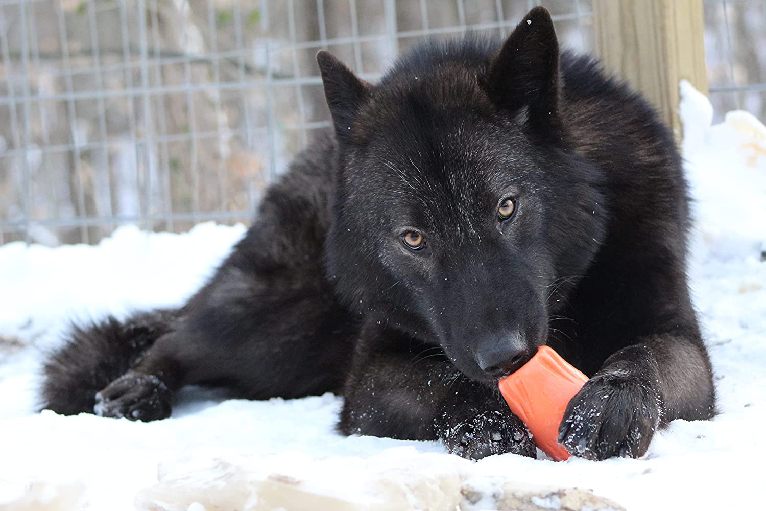 Jolly Pets, Flex-n-Chew Chew Toy, Large Dog, Orange