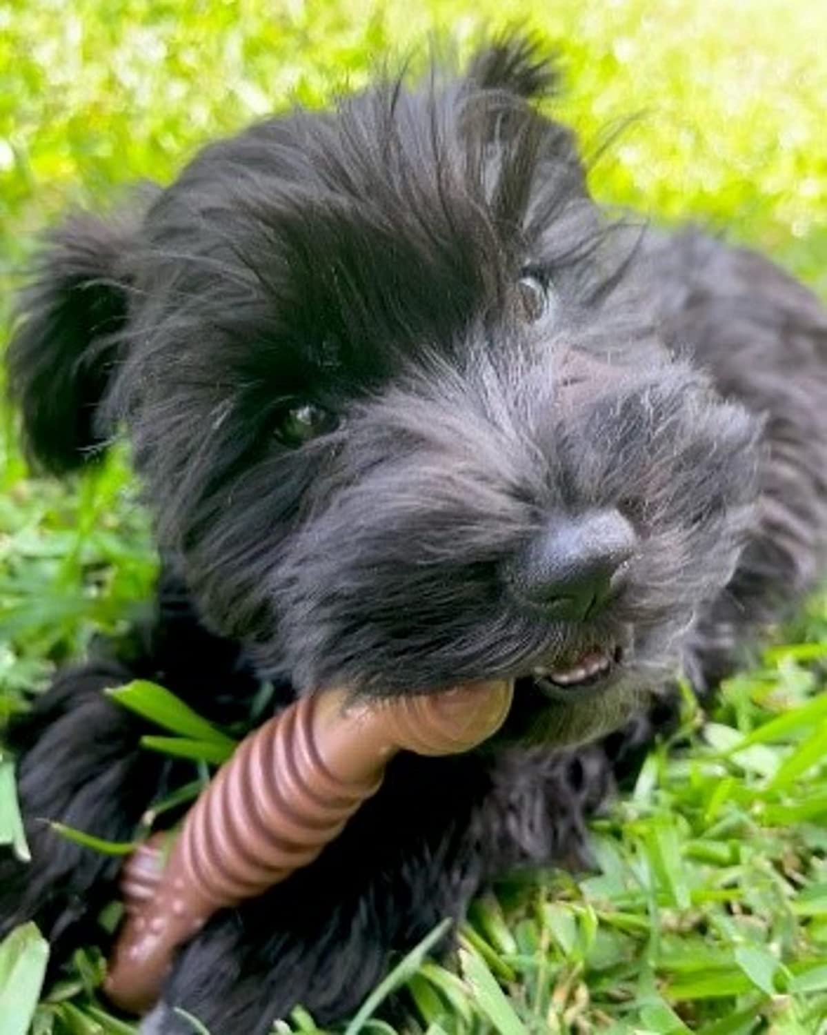 Nylabone Power Chew, mélange de saveurs, loup