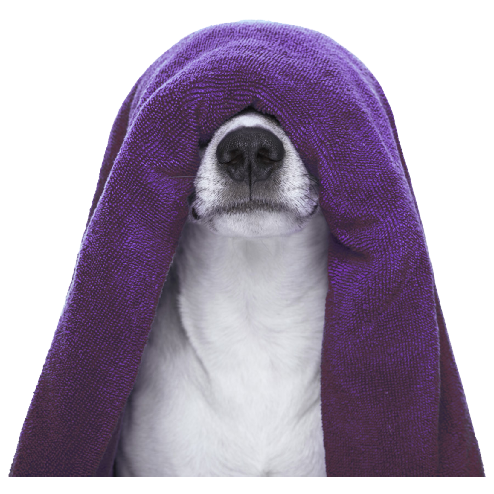 SilkStem Spray Foam Waterless Shampoo For Dogs & Cats (283g)