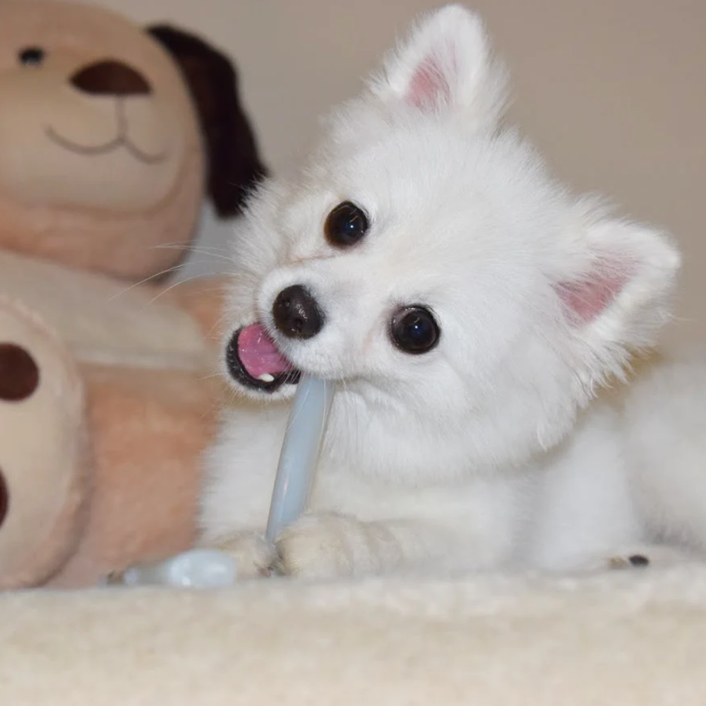 Os à mâcher à moelle sporn avec viande séchée au milieu