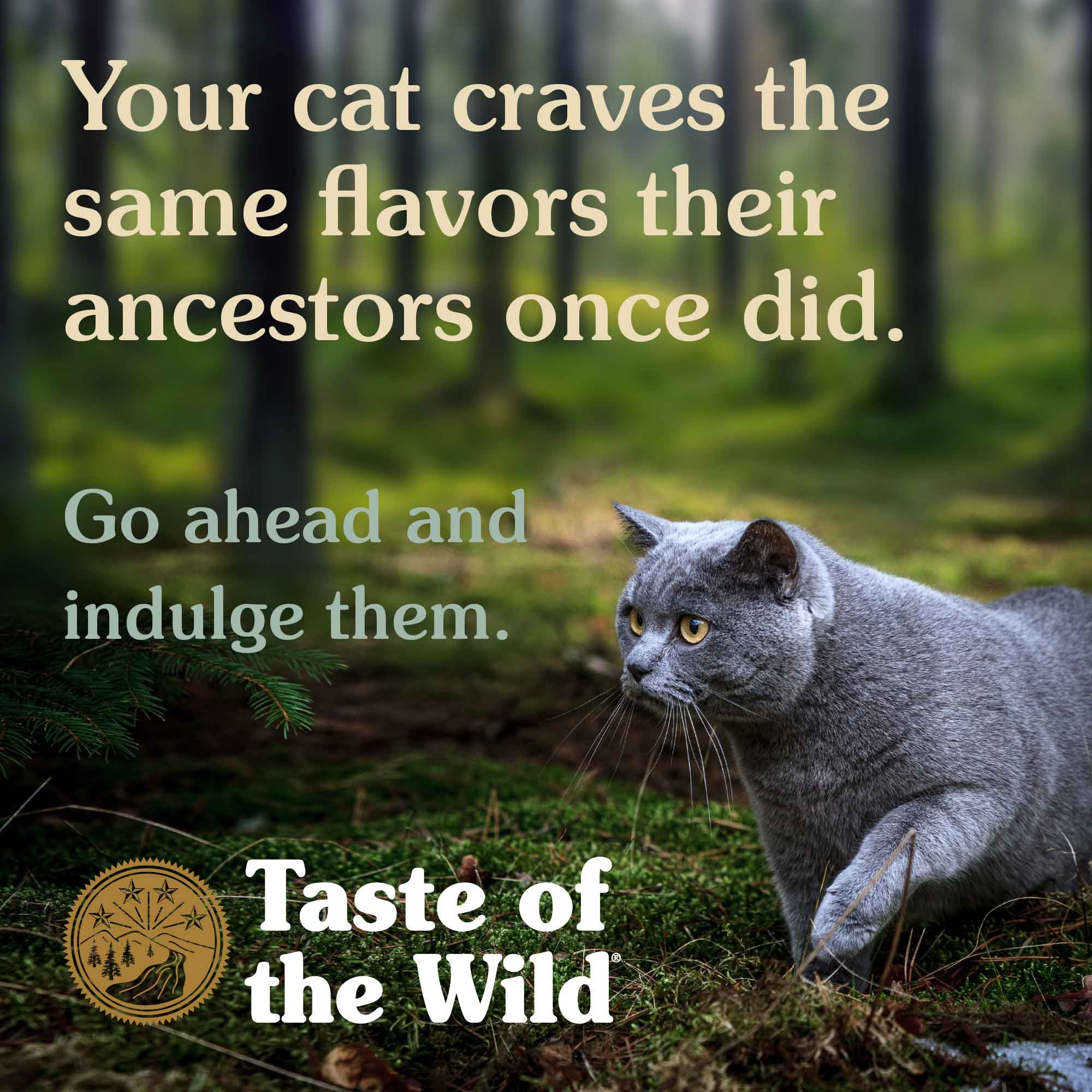 Taste of the Wild Cat Food, sans céréales, recette féline des montagnes Rocheuses, venaison rôtie et saumon fumé