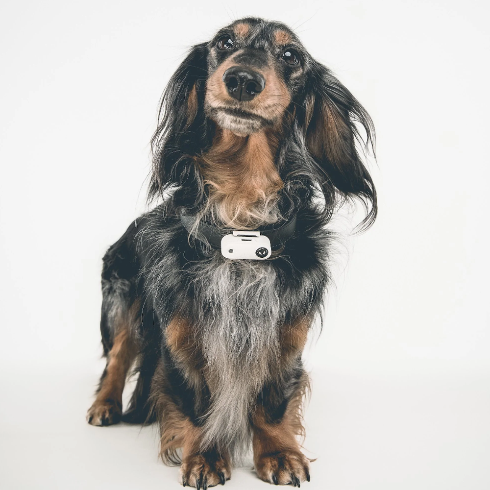 Répulsif ultrasonique contre les tiques et les puces Tickless Mini Dog, sans produits chimiques