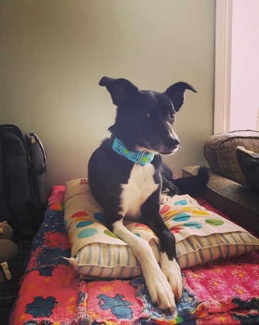 Collier à pince Wiggle Bumz, Ball Is Life, 9 à 14 po, bleu