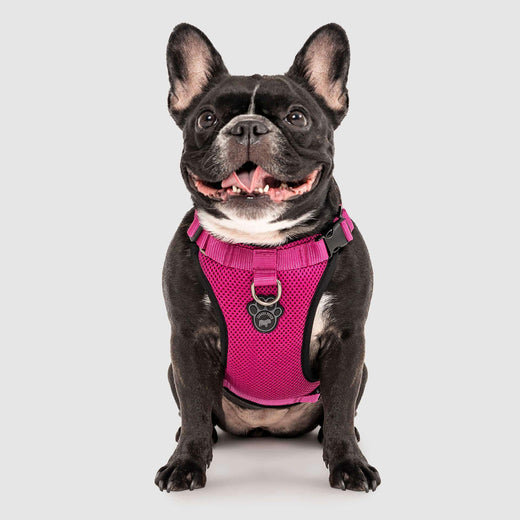 Canada Pooch The Everything Harness Mesh Series