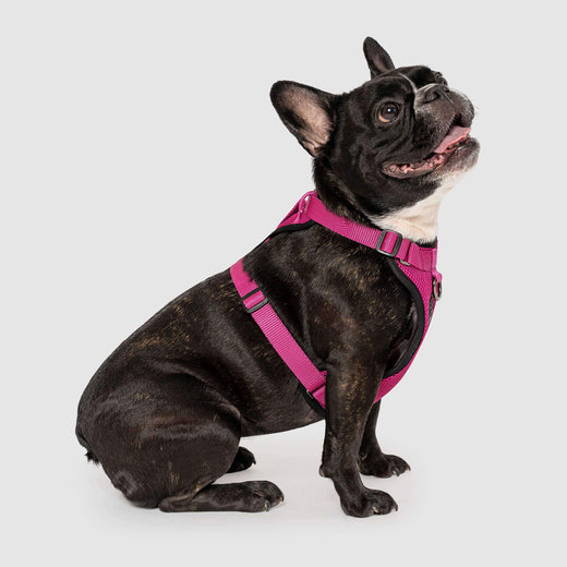 Canada Pooch The Everything Harness Mesh Series