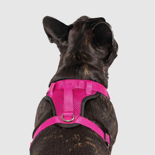 Canada Pooch The Everything Harness Mesh Series