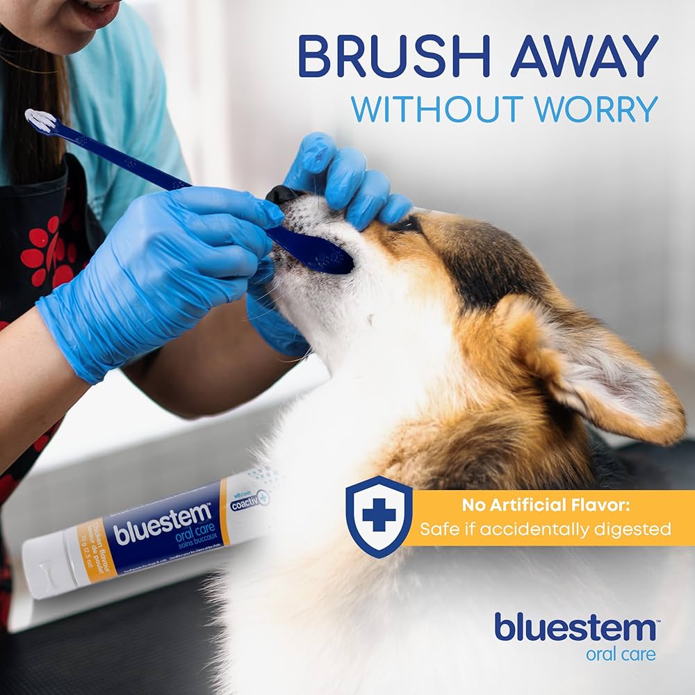 bluestem Dog & Cat Toothbrush and Toothpaste Kit - to Help Promote Health Mouth - Easy to Use Dog Teeth Cleaning Kit - Sticky and Thick Texture - Chicken Flavour