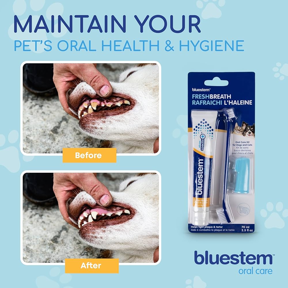 bluestem Dog & Cat Toothbrush and Toothpaste Kit - to Help Promote Health Mouth - Easy to Use Dog Teeth Cleaning Kit - Sticky and Thick Texture - Chicken Flavour