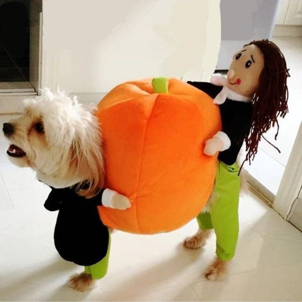 Costume de transport de citrouille pour petits chiens