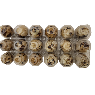 Big Country Raw Frozen Quail Eggs Hormone and Antibiotic Free 18pk Carton