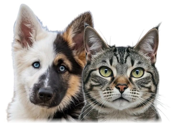 A puppy and a cat