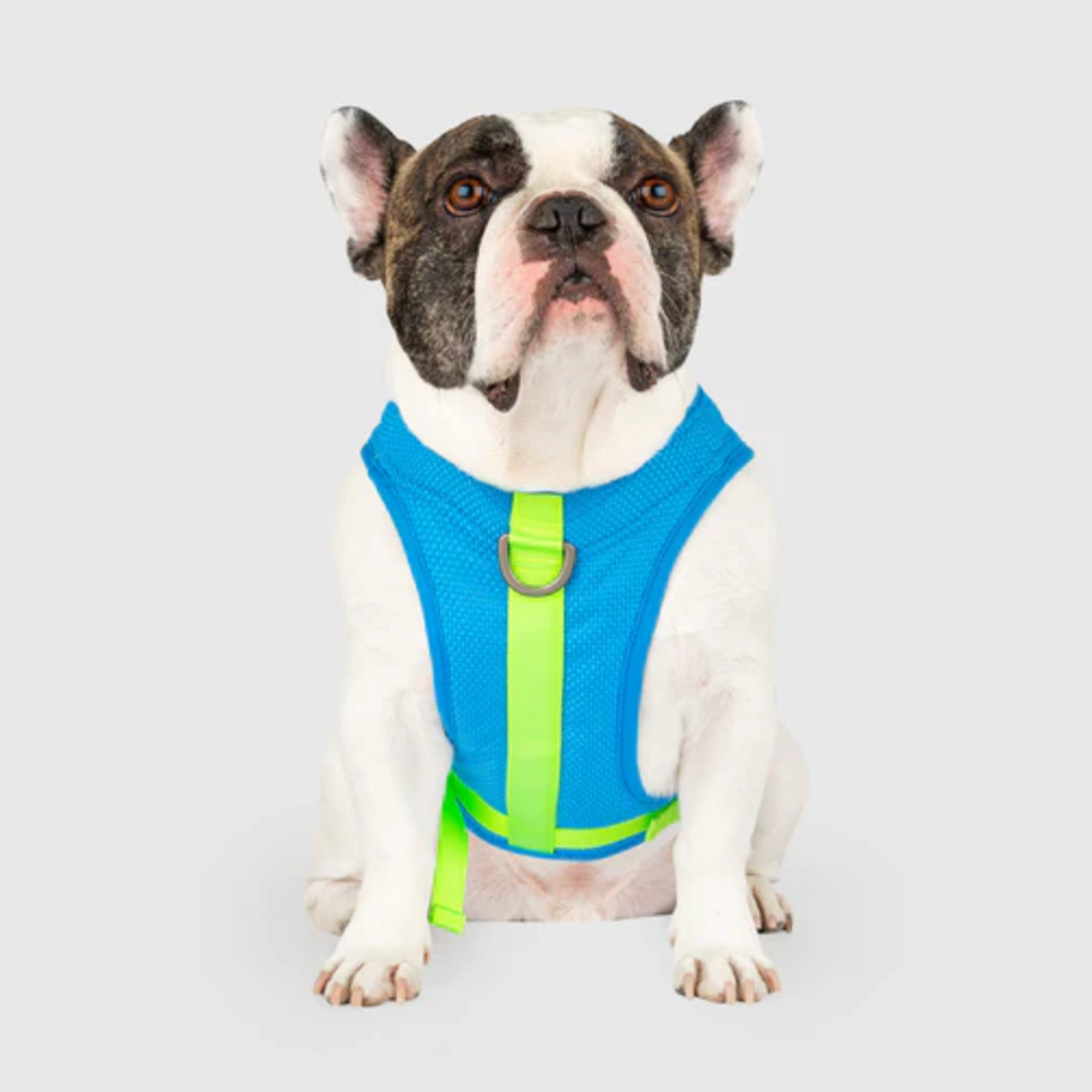 Canada Pooch Cooling No-Pull Harness, Just Add Water, Blue Green