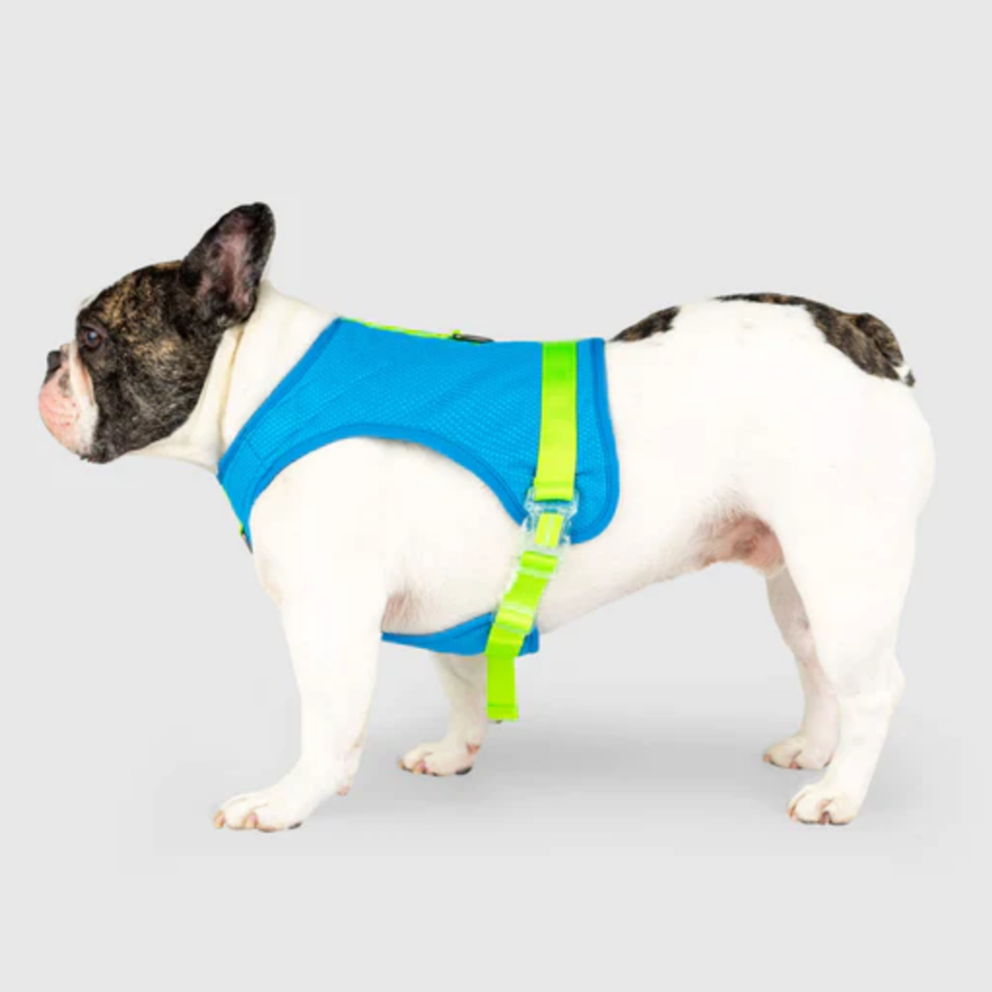 Canada pooch online no pull harness