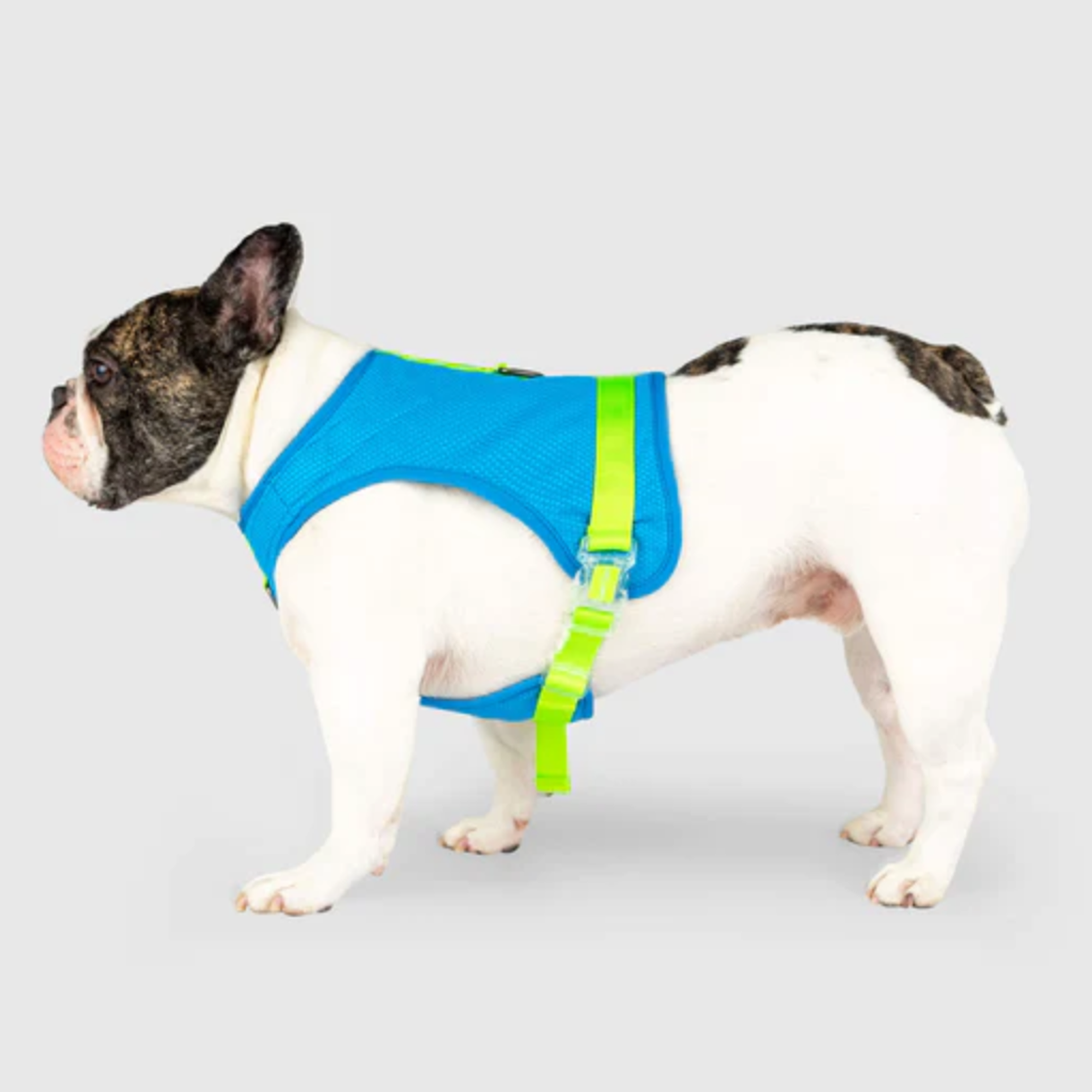 Canada Pooch Cooling No-Pull Harness, Just Add Water, Blue Green