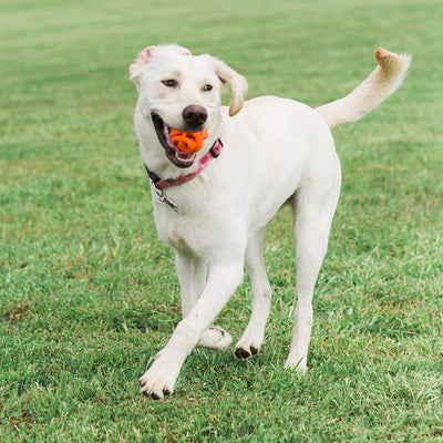 Chuckit! AIR Fetch Ball