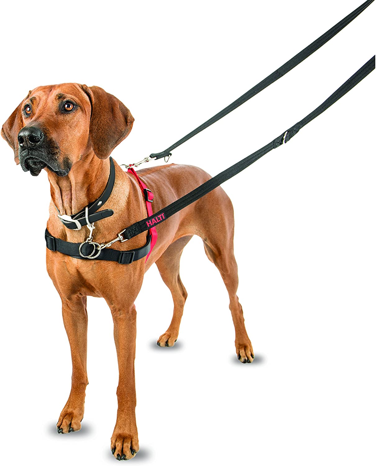 Dog leash to prevent hot sale pulling