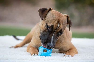 Jolly Pets, Flex-n-Chew Chew Toy, Medium Dog, Blue