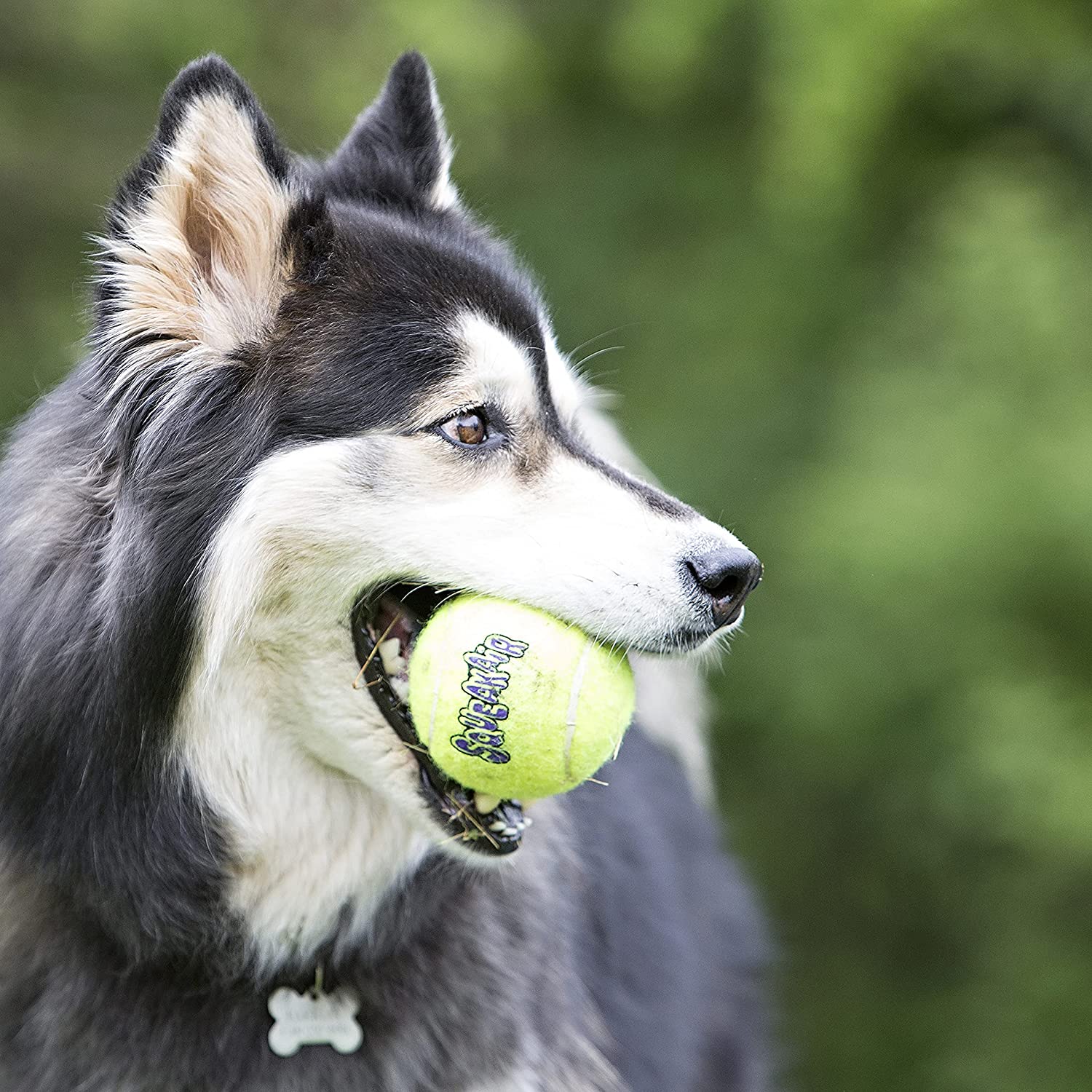 Kong large shop squeaker ball