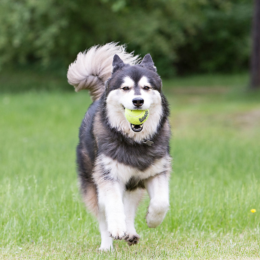 Kong squeaker clearance ball large