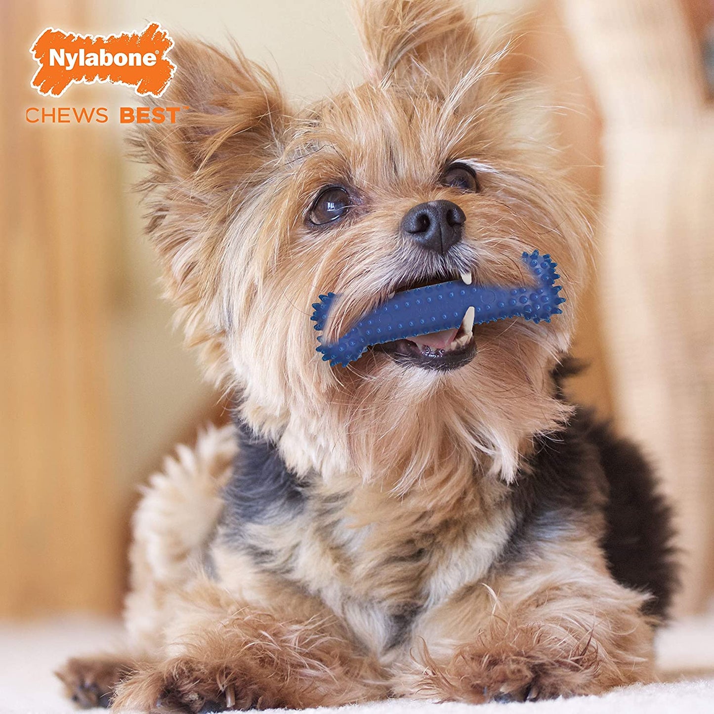 Nylabone Dental Chew Bone Chicken Flavored Regular