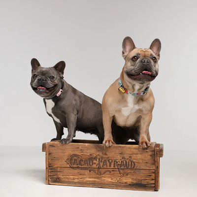 Répulsif ultrasonique contre les tiques et les puces Tickless Mini Dog, sans produits chimiques