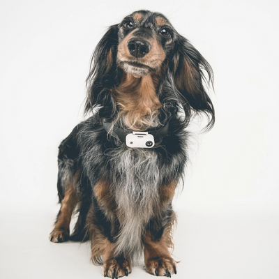 Répulsif ultrasonique contre les tiques et les puces Tickless Mini Dog, sans produits chimiques